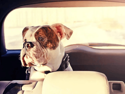 Consejos para viajar con perros en auto